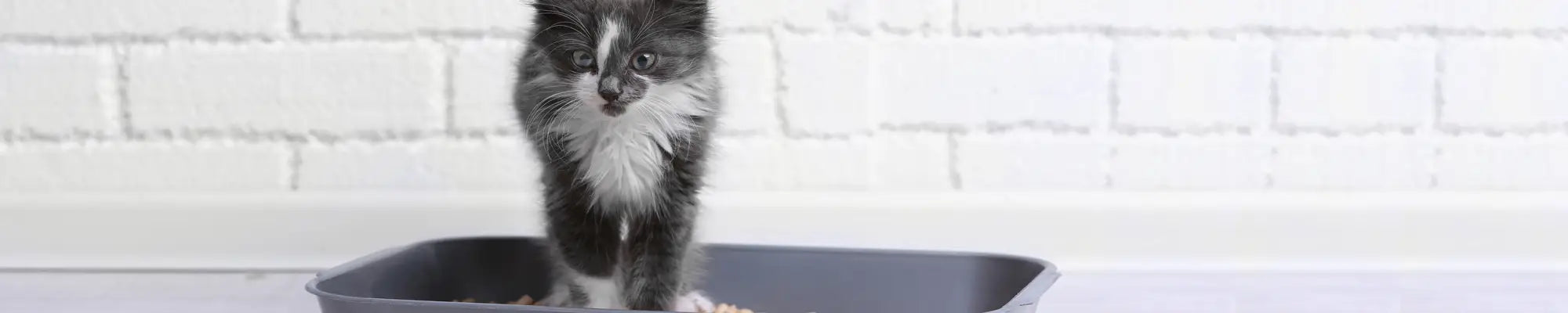 Așternut igienic pentru litieră pisici, Bentonită Naturală, 5 kg