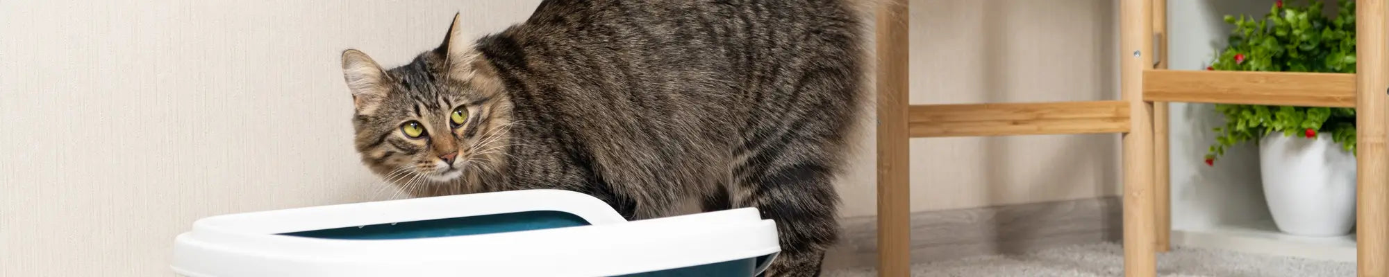 Așternut igienic pisici