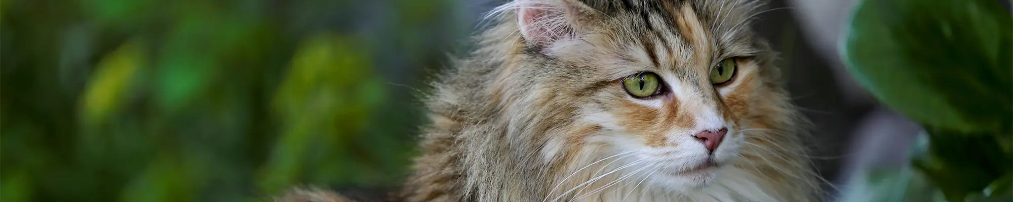 Așternut igienic pisici, Bentonită naturală fără Parfum (Miros neutru)