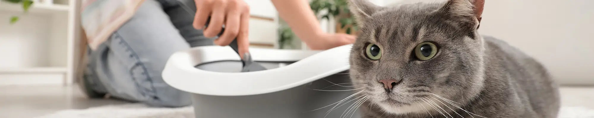 Așternut Premium Litieră Pisici din Fibre vegetale