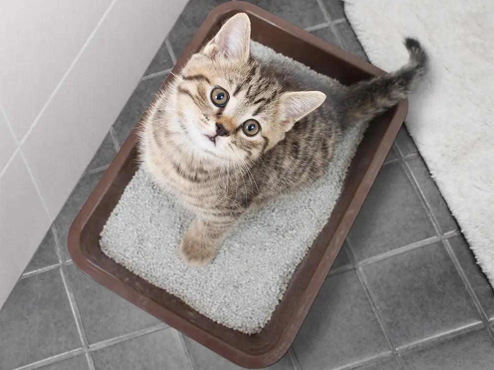 Higiénikus macskaalom - Természetes bentonit - Montmorillonit