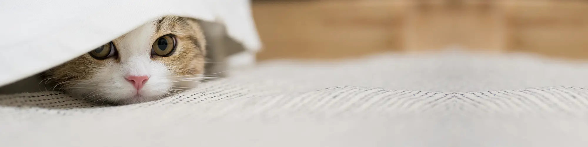 Don Licu Pisicu' - Abonare newsletter