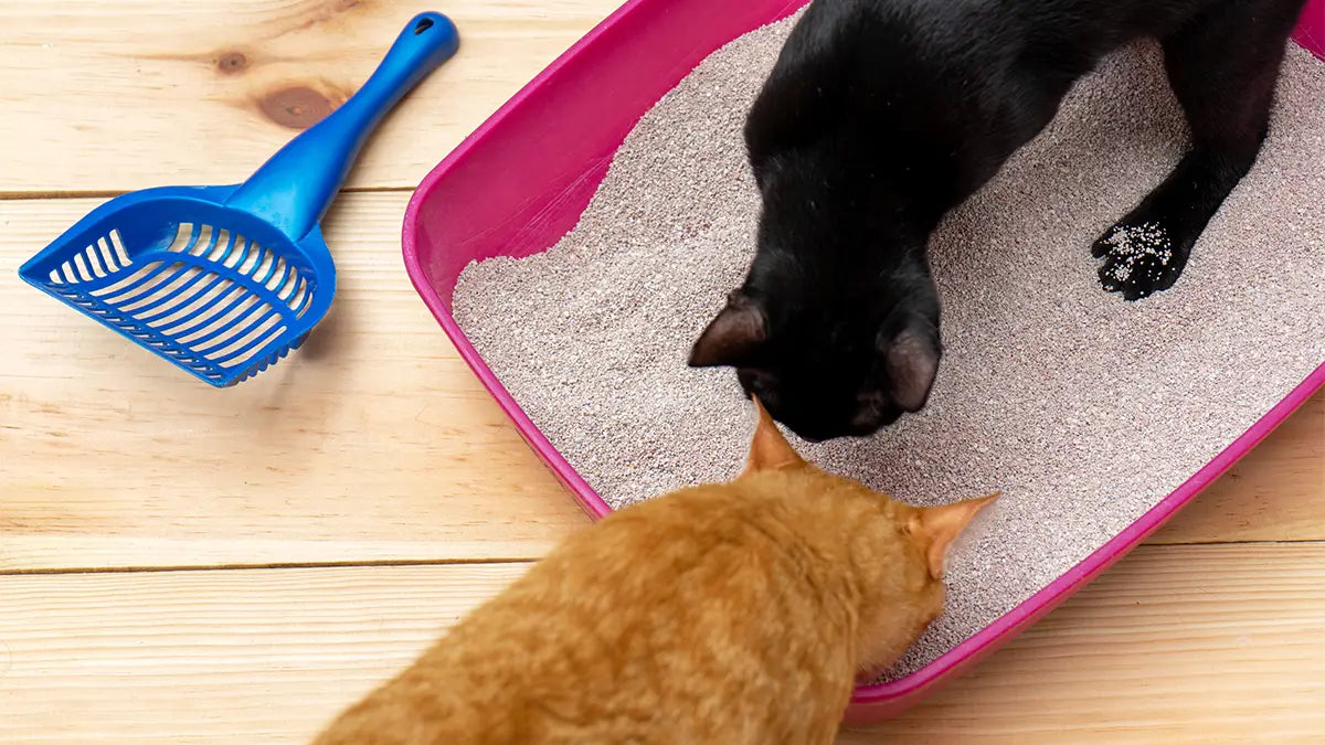 Așternut igienic pentru litieră pisici, Bentonită Naturală, 10 kg