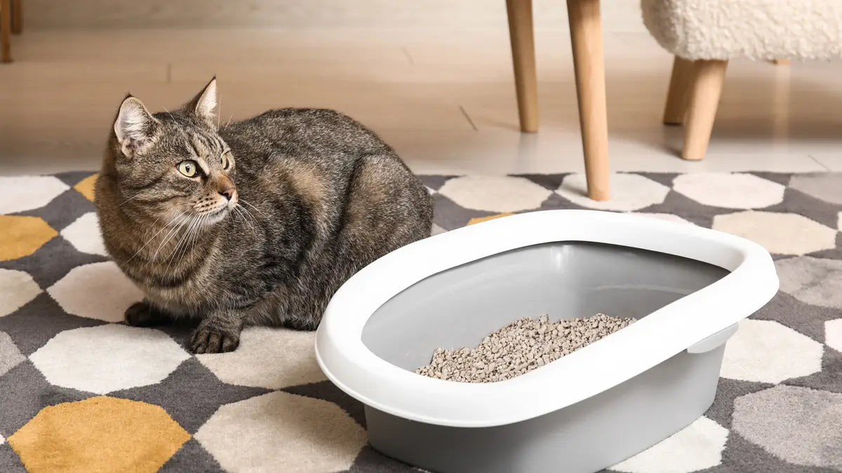 Așternut igienic pentru litieră pisici, Bentonită Naturală, 20 kg