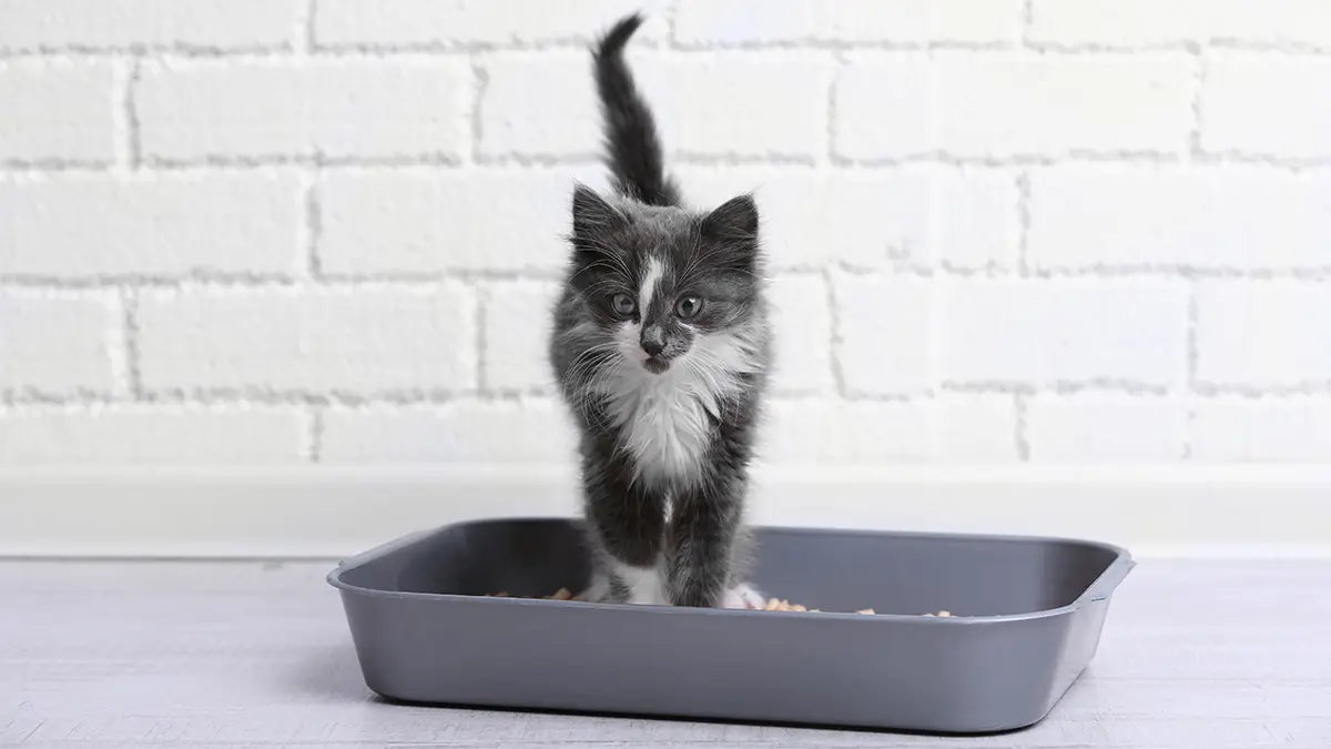 Așternut igienic pentru litieră pisici, Bentonită Naturală, 5 kg