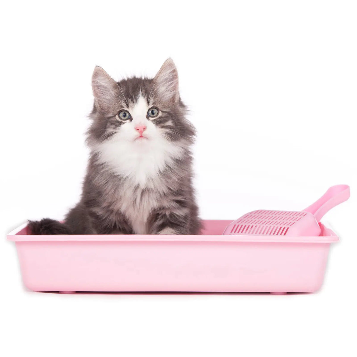 Așternut Igienic pentru Litieră Pisici: Bentonită 100% Naturală fără Parfum adăugat (Miros neutru), fără chimicale, 5 kg