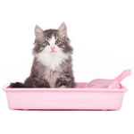 Așternut Igienic pentru Litieră Pisici: Bentonită 100% Naturală fără Parfum adăugat (Miros neutru), fără chimicale, 5 kg