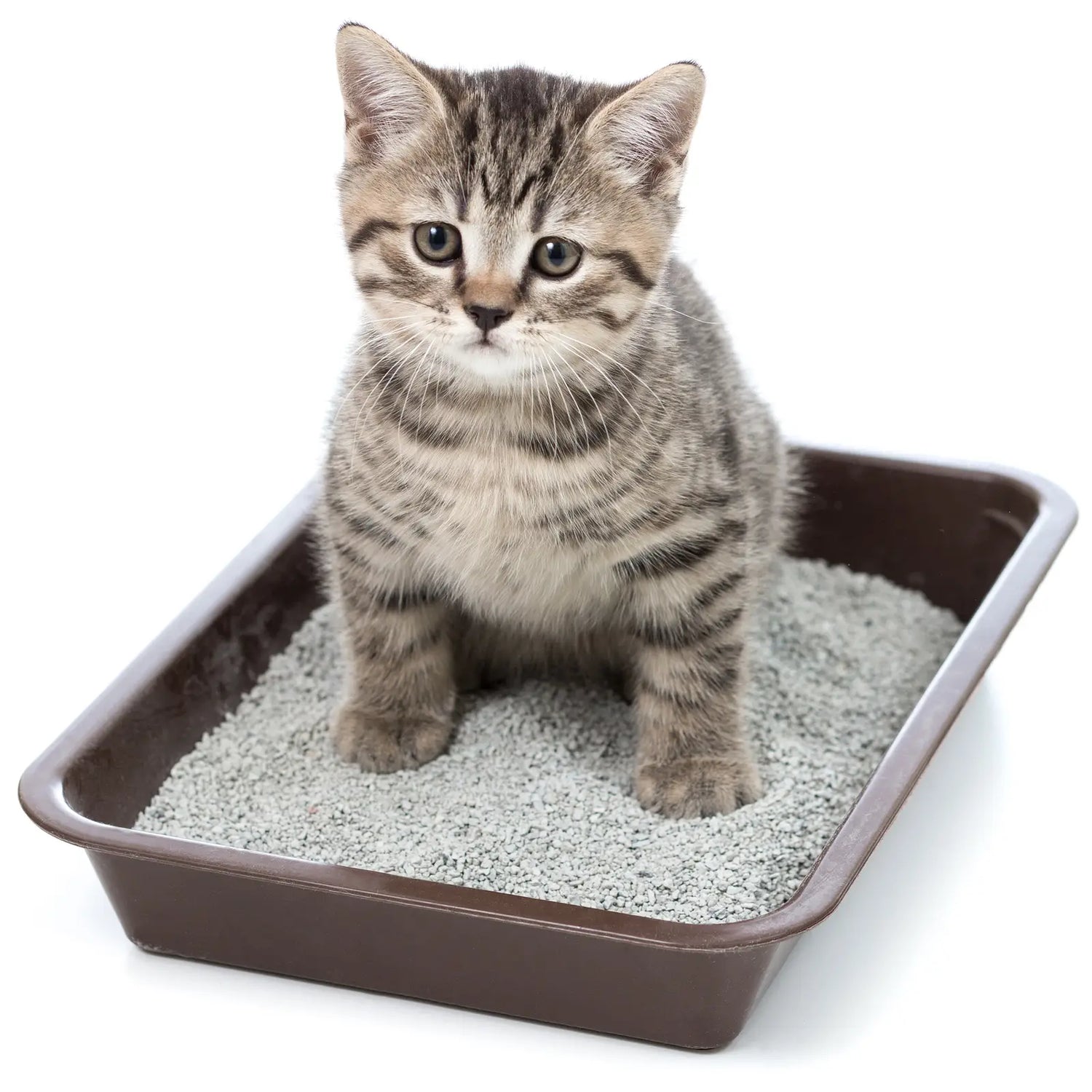 Așternut Igienic pentru Litieră Pisici: Bentonită 100% Naturală cu Parfum din Iasomie Ecologică, fără chimicale, 5 kg