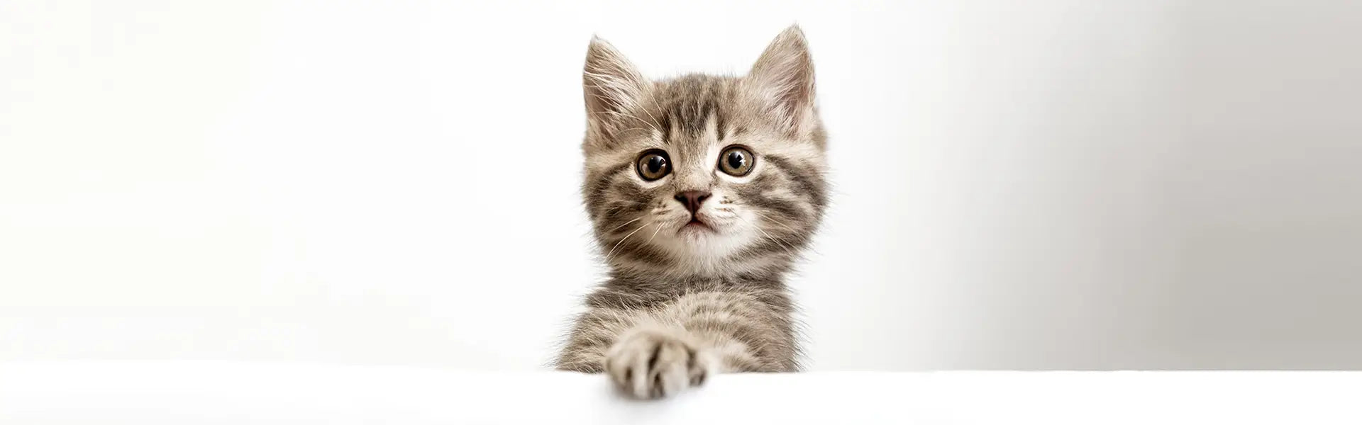 Bentonita litiera pisici