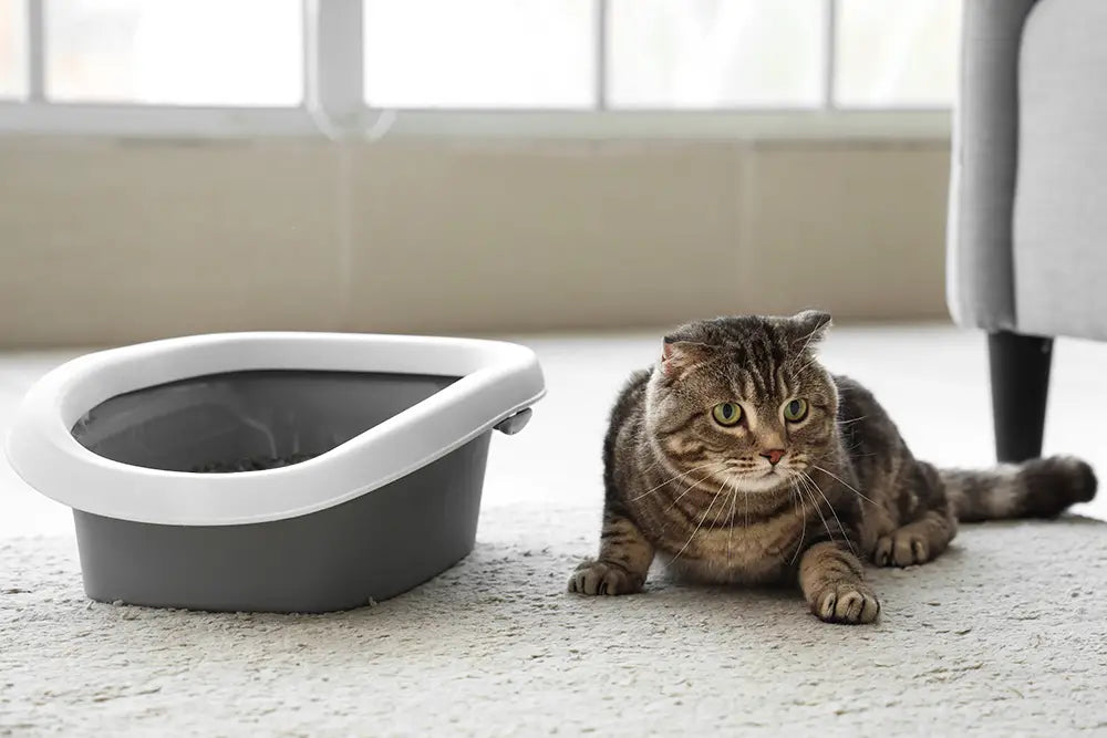 Macskaalom: 100% természetes bentonit, 1-4 mm - Kevesebb por