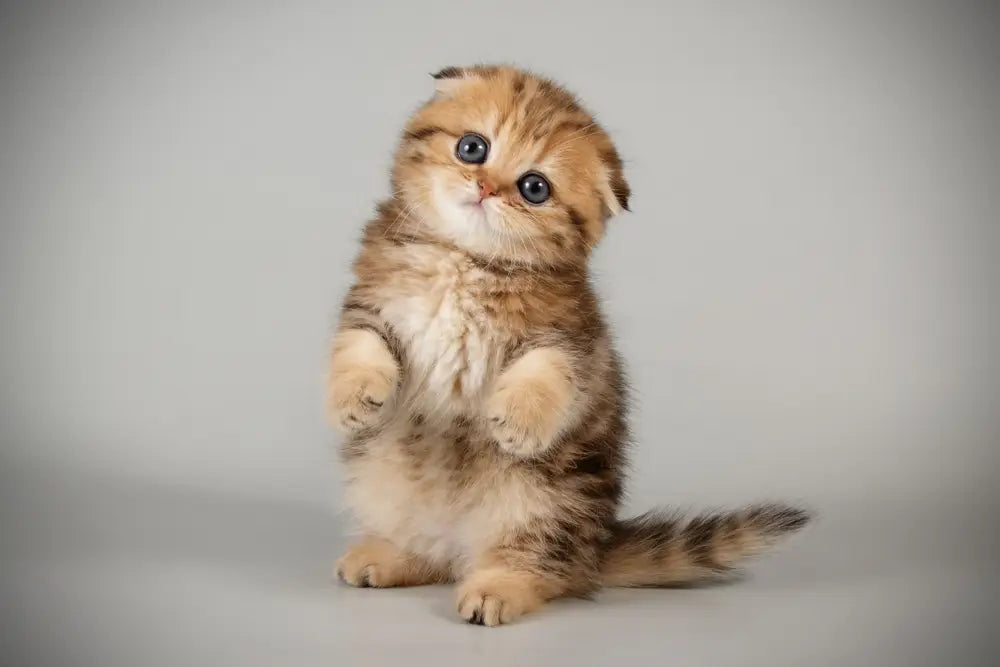 De ce să te înscrii în Programul de Loialitate