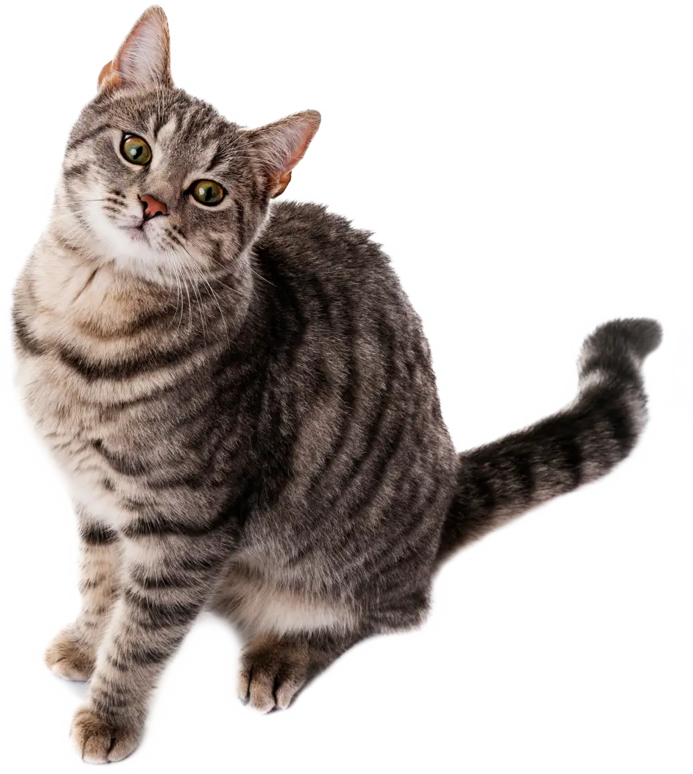 Pisica roșie privește în față