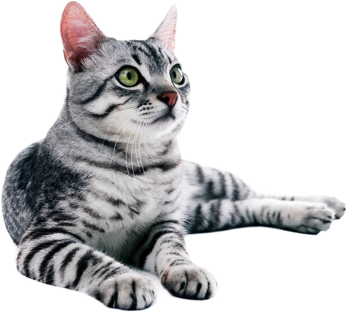 Pisică stând culcat dreapta