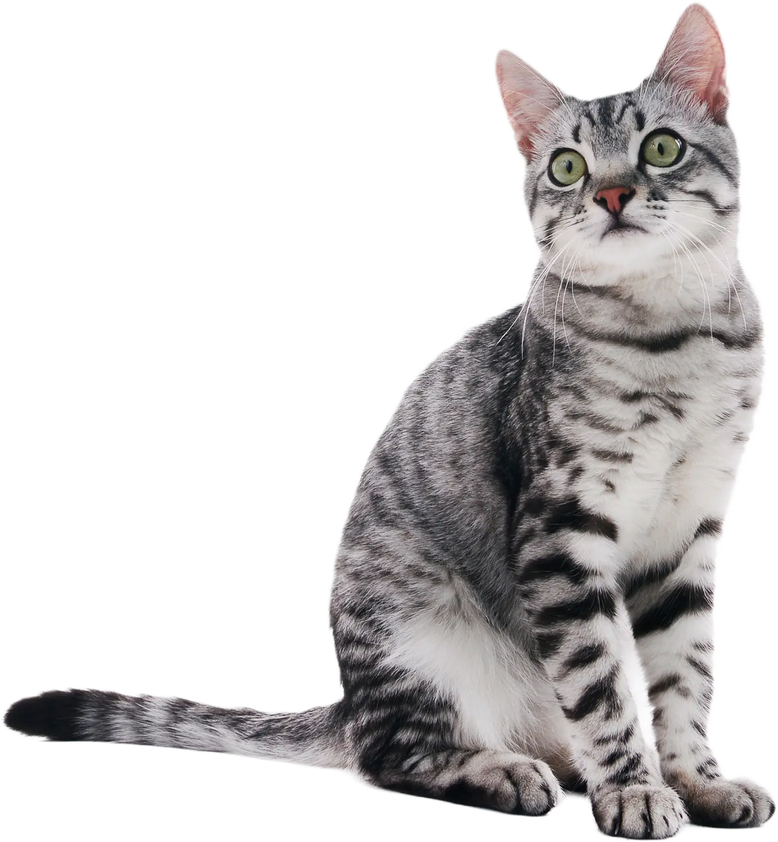 Pisică stând culcat privește stânga