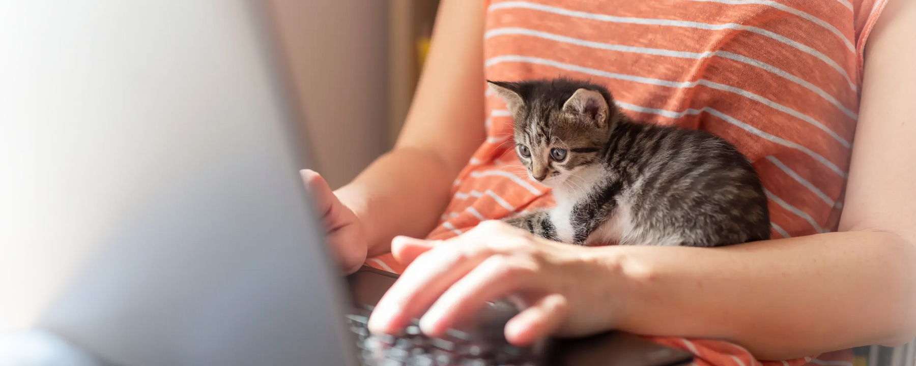 Programul de Loialitate Don Licu Pisicu' 